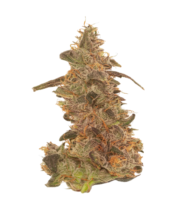 Mule Fuel